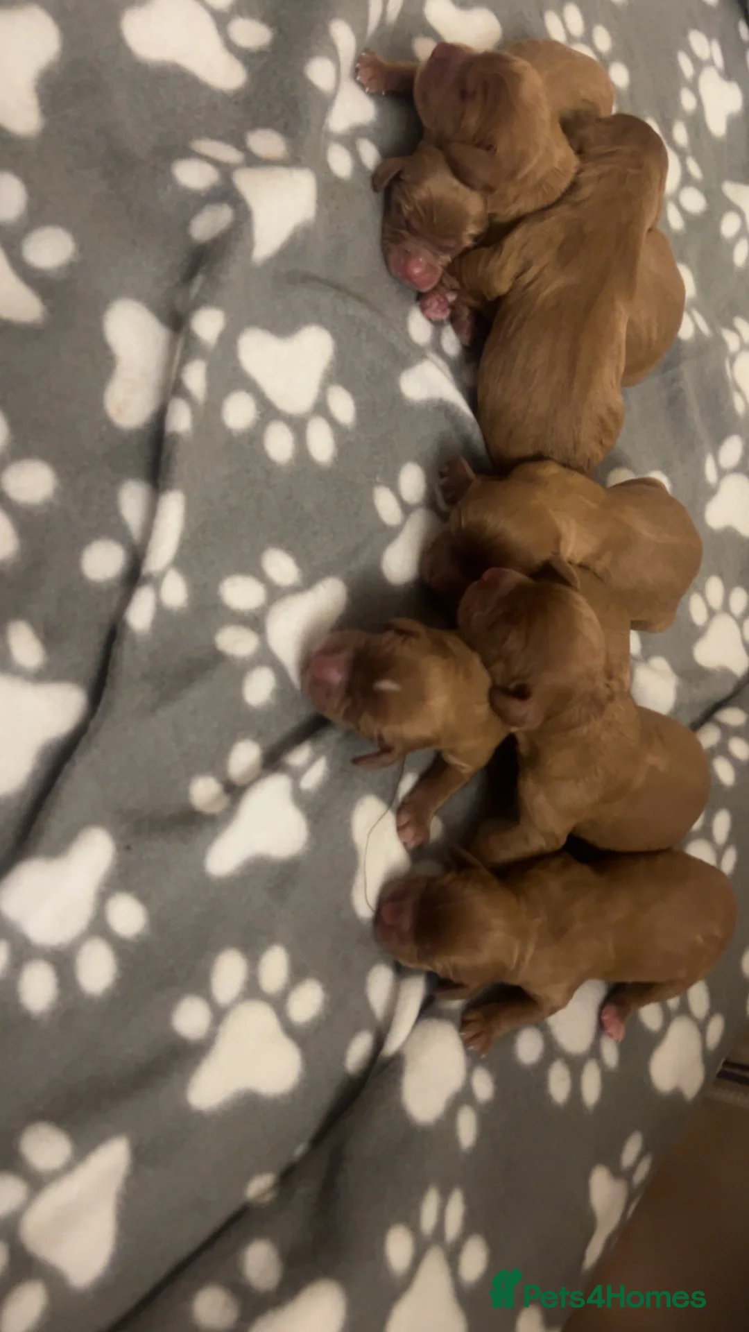 Cockalier dogs for sale: cocker spaniel King Charles spaniel pups - Advert 3