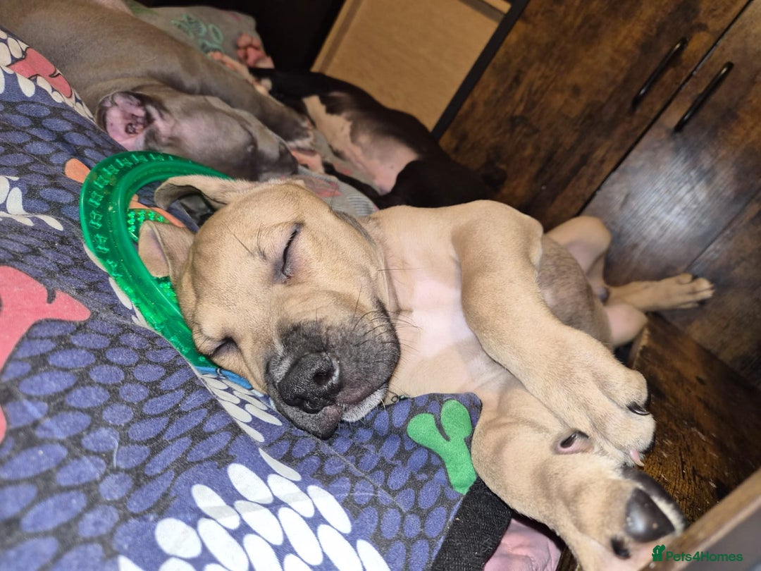 American Bulldog dogs for sale: 11 little hearts need their forever home - Advert 11