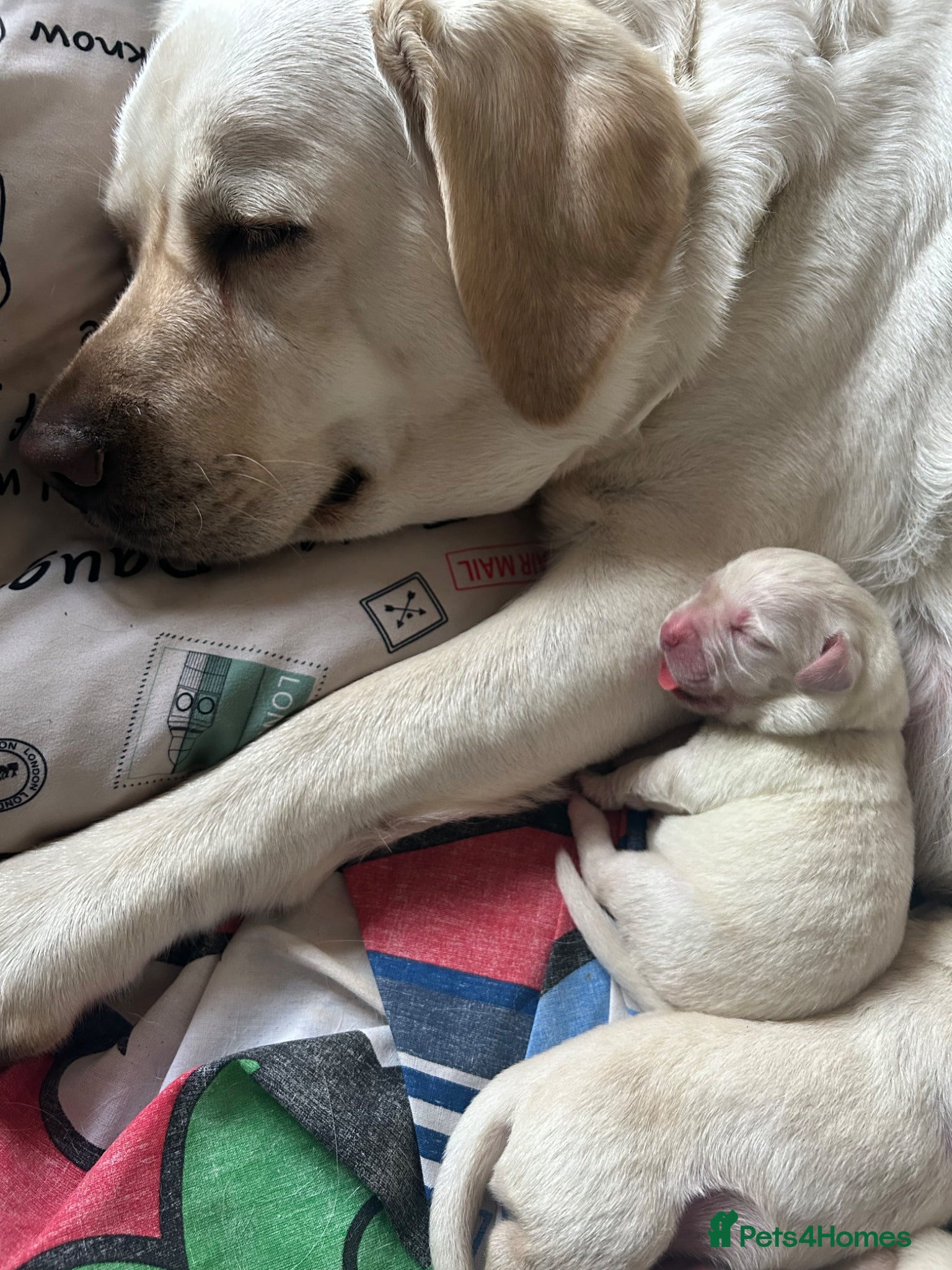 Goldador dogs Labrador Retriver FCI x Golden Retriver champion - Advert 2