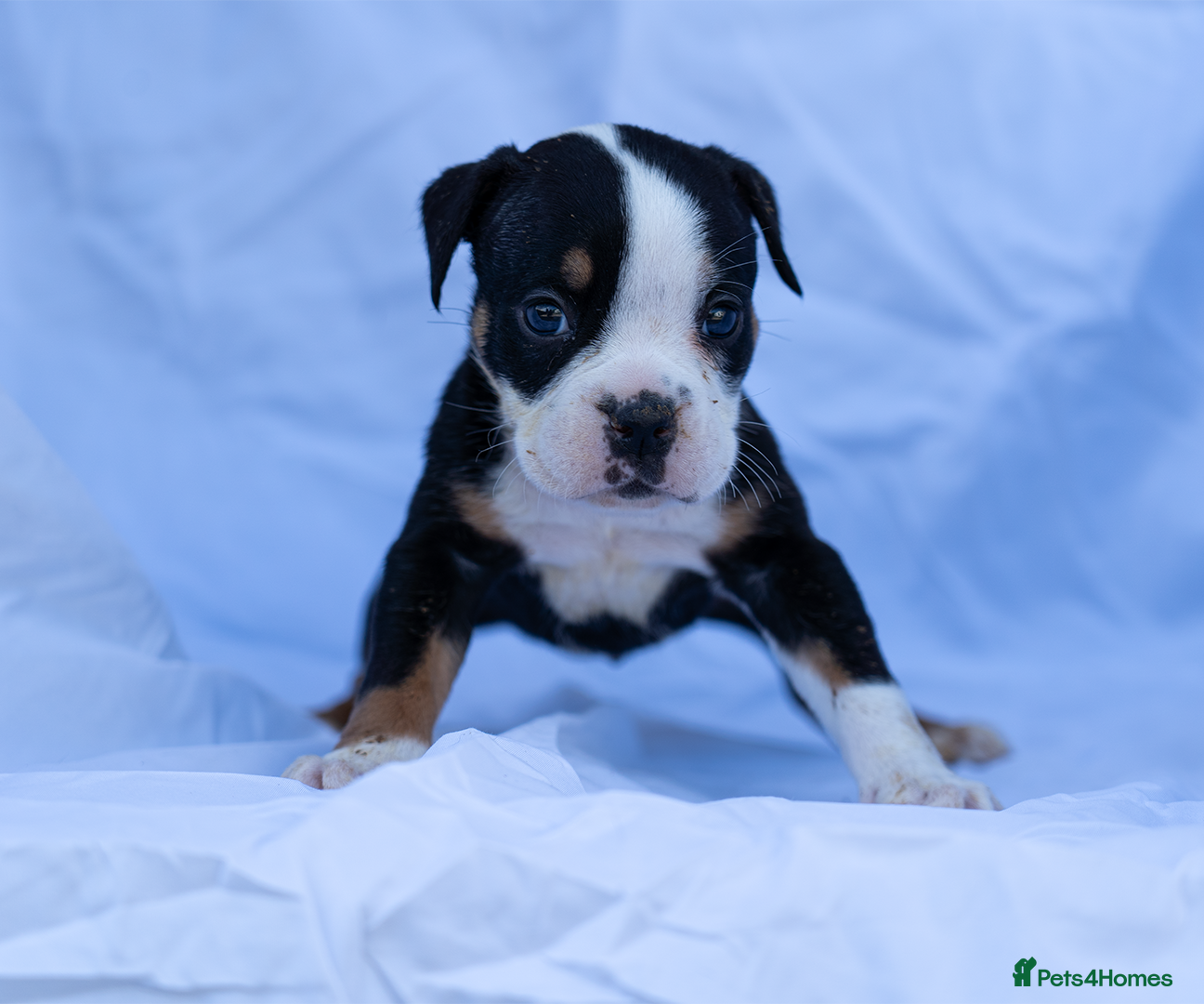 English Bulldog dogs English bulldogs PUPPIES only 2 female pups left! - Advert 19