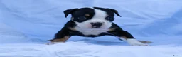 English Bulldog dogs for sale: English bulldogs PUPPIES NEBBR REGISTERED - Advert 8
