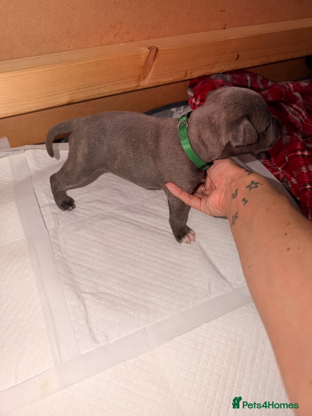 Staffordshire Bull Terrier dogs for sale: 💙Blue x Rare Fawn Staffordshire Bull Terrier Pups - Advert 23
