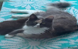 Maine Coon cats for sale: 🔥 TICA Maine coon kittens 🔥  READY NOW 💕💕 - Image 5