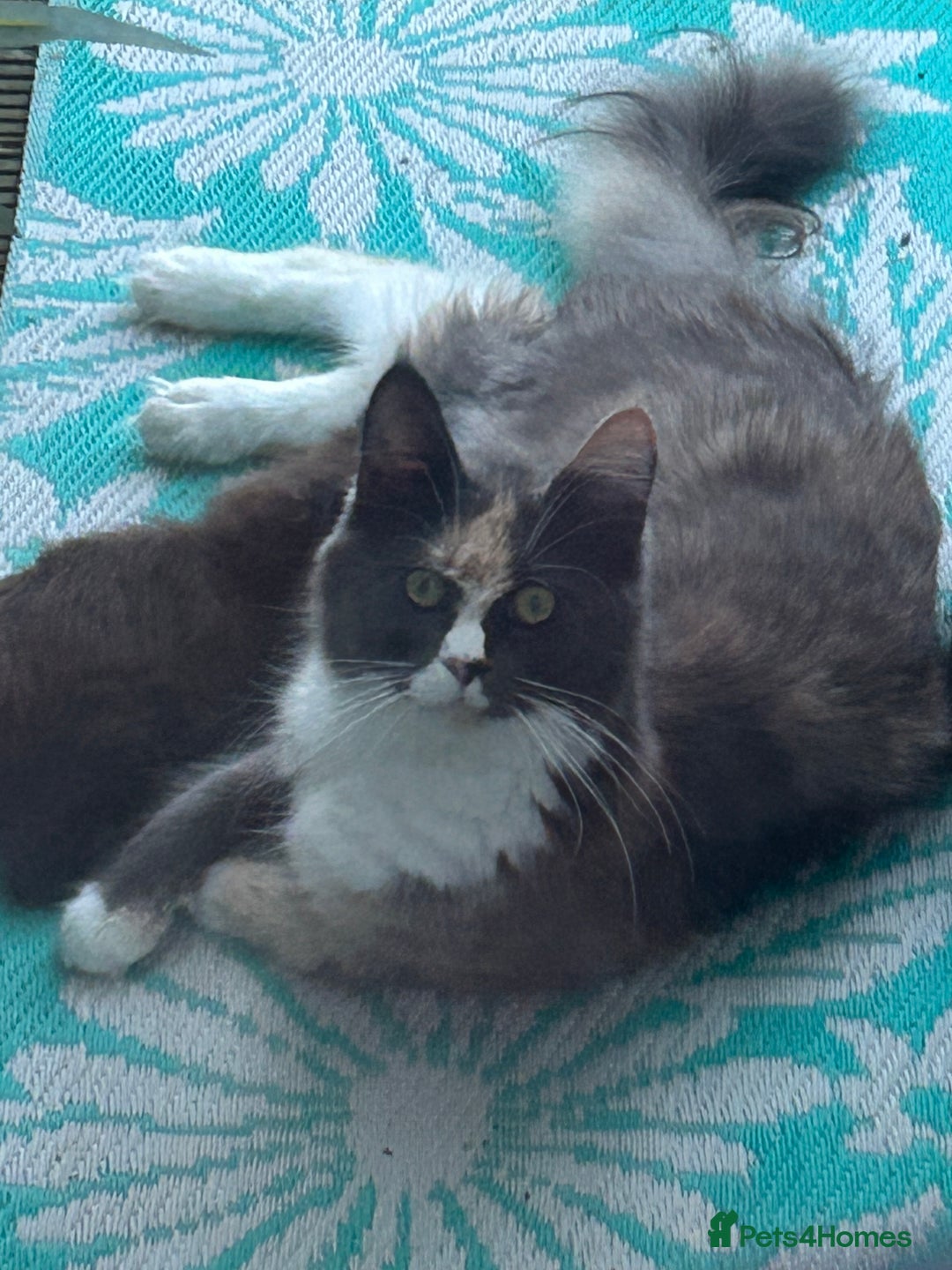Maine Coon cats for sale: 🔥 TICA Maine coon kittens 🔥  READY NOW 💕💕 - Image 5