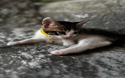 British Shorthair cats for sale: ✨🍑 PEACH & PISTACHIO 💚✨ - Image 16