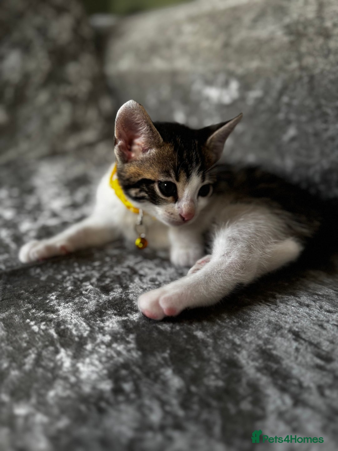 British Shorthair cats for sale: ✨🍑 PEACH & PISTACHIO 💚✨ - Image 16