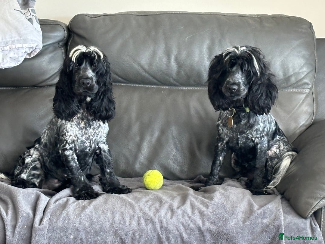 Cocker Spaniel dogs for sale: ‼️ ATTENTION PLEASE ‼️ - Advert 4