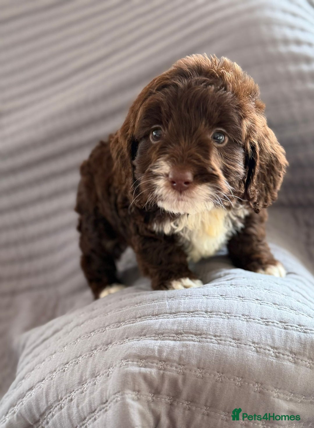 Cockapoo dogs for sale: Cockapoo puppies  - Advert 33