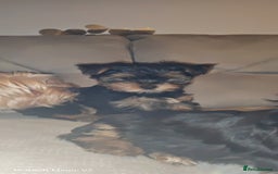 Yorkshire Terrier dogs for sale: 2 Beautiful Yorkshire Terrier Puppy Boys.  - Image 10