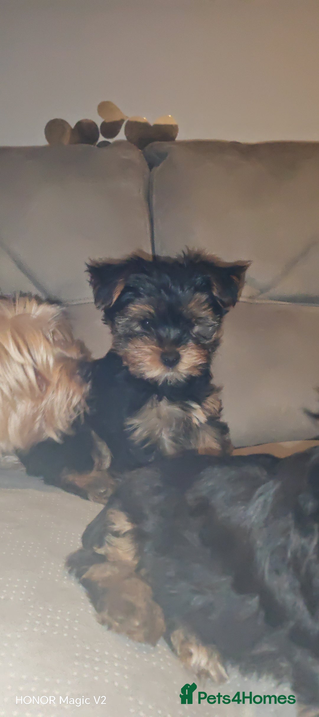 Yorkshire Terrier dogs for sale: 2 Beautiful Yorkshire Terrier Puppy Boys.  - Image 10