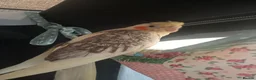 Cockatiels birds for sale: Hand reared baby cockatiel s  - Advert 1