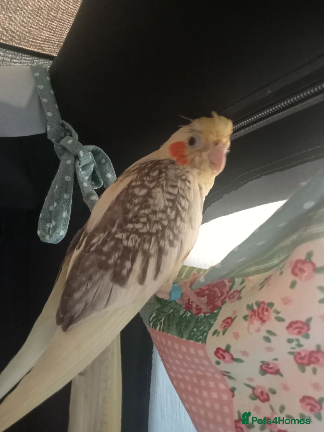 Cockatiels birds for sale: Hand reared baby cockatiel s  - Advert 1