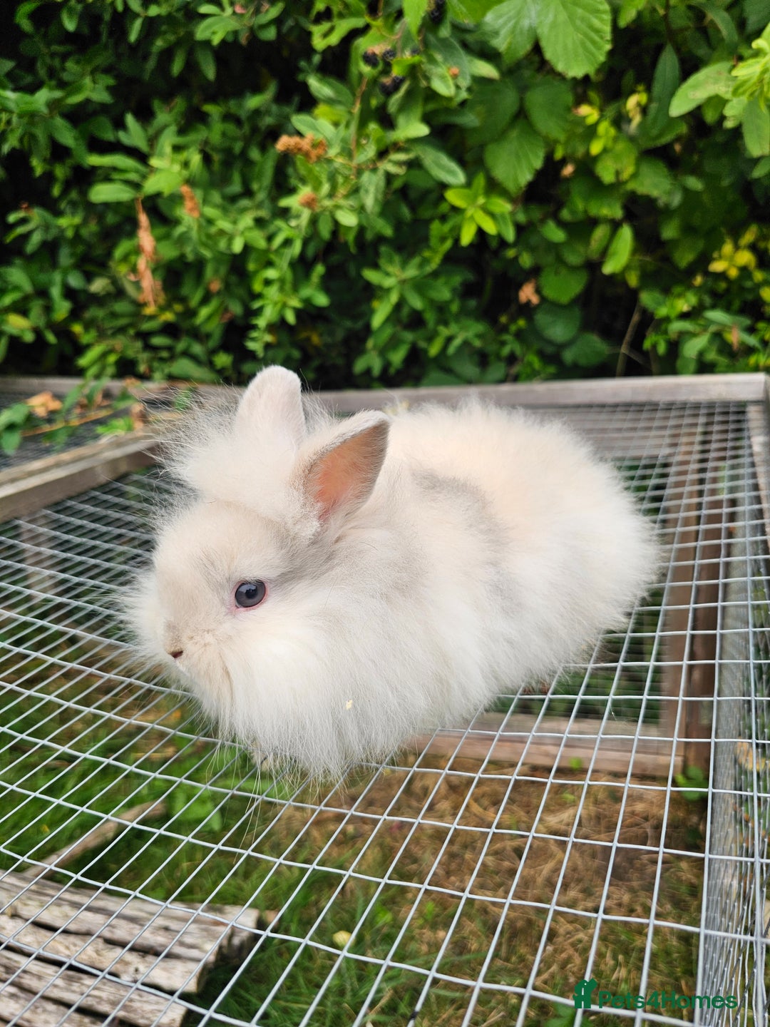 Lionhead rabbits for sale: 3 Beautiful Lion Head Babies - Image 2