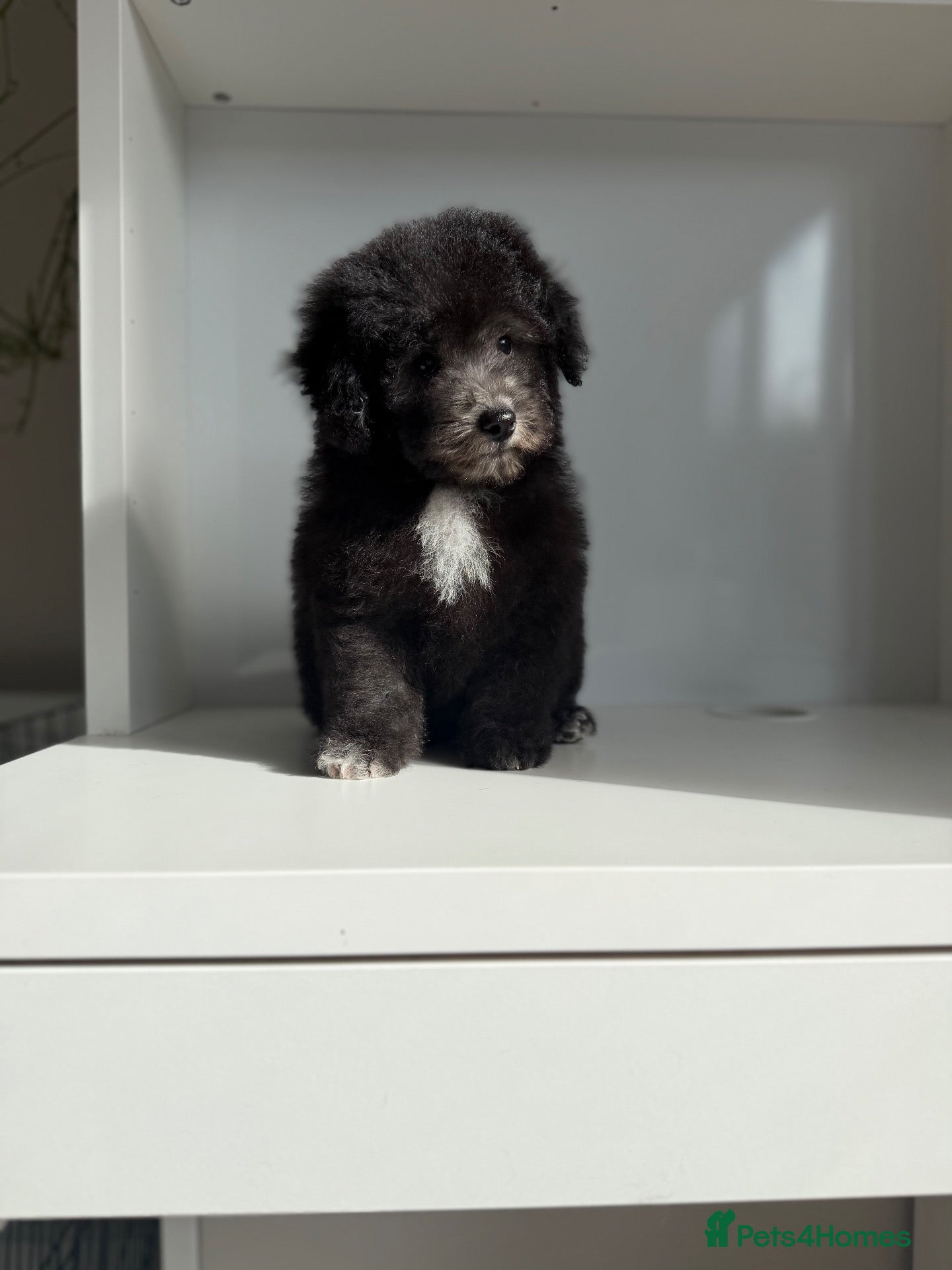 Poochon dogs Last Health tested poochon - Advert 1