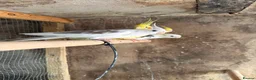Mixed Breed birds for sale: Birds for sale *read description*  - Advert 6