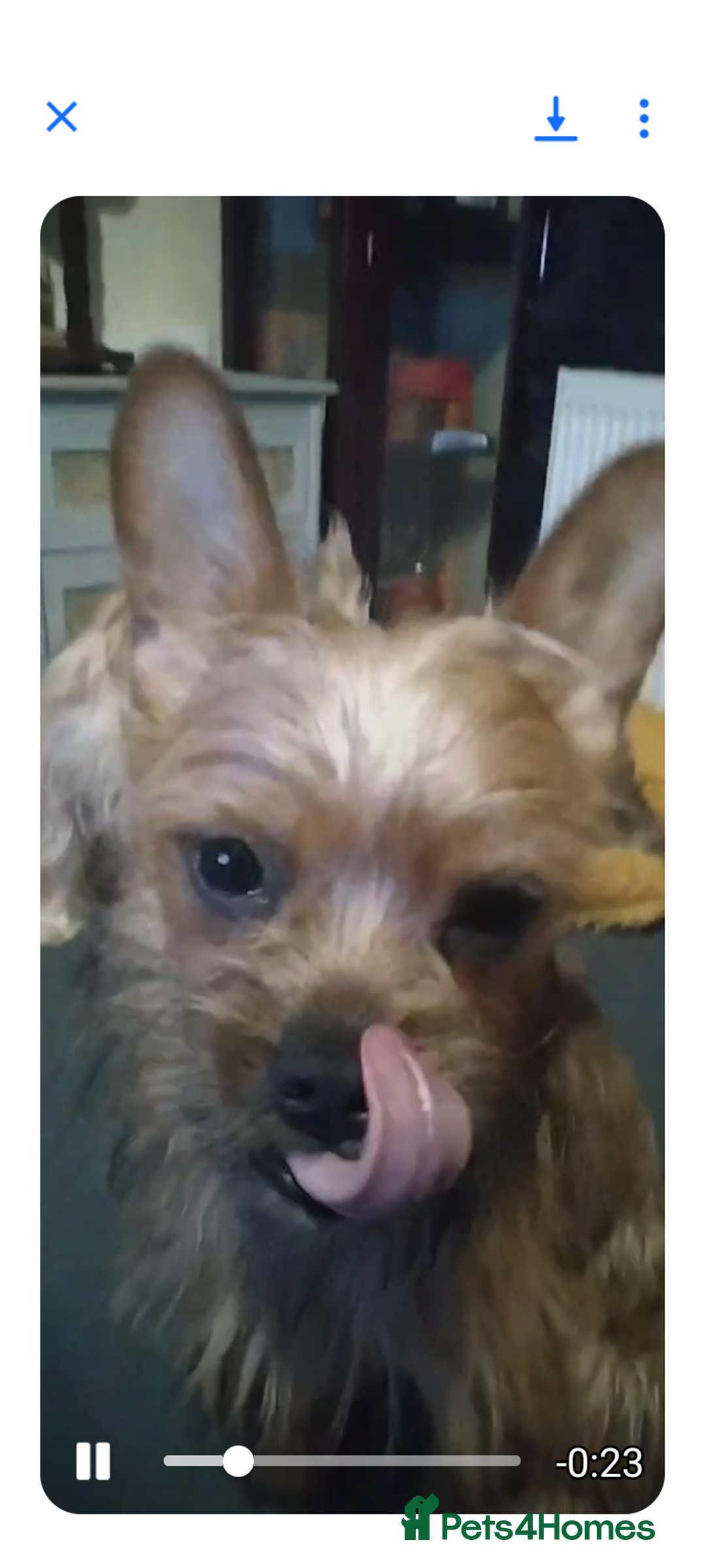 Mixed Breed dogs for sale: Frorkie female for free - Image 5