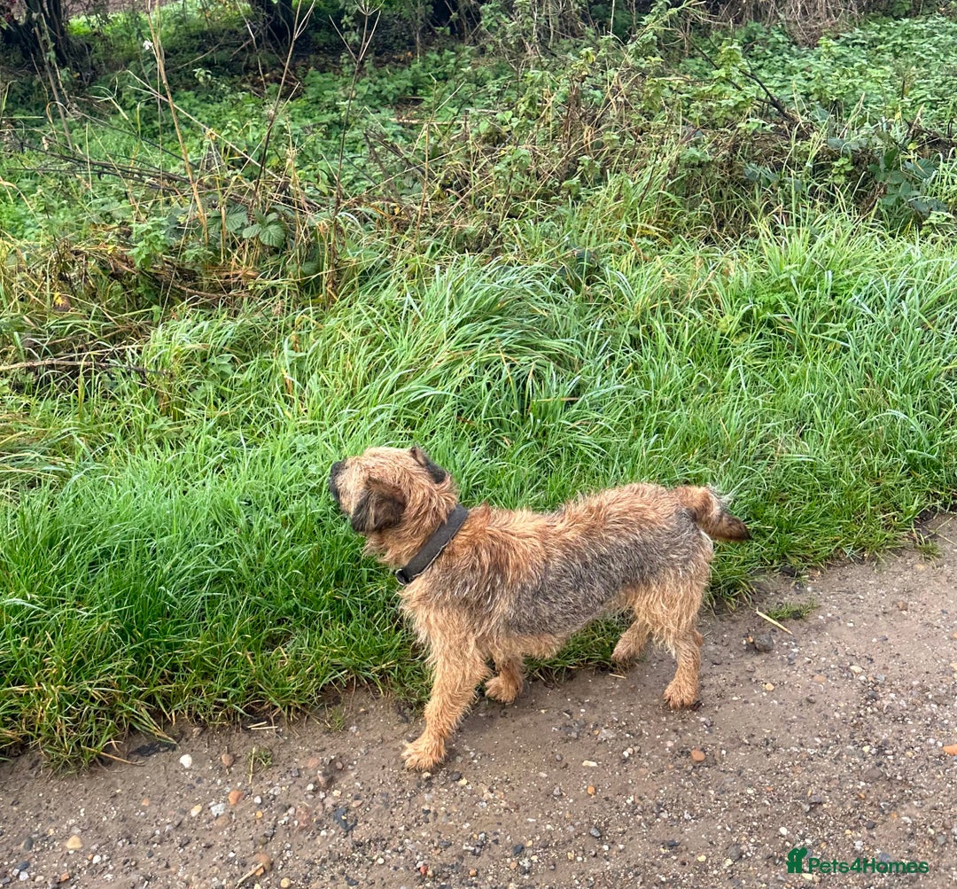 Border Terrier dogs for stud: Border terrier stud dog  - Image 5