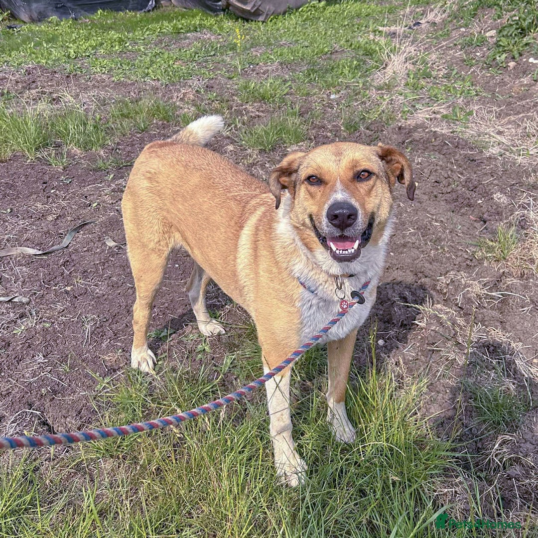 Mixed Breed dogs for adoption: MARSHALL the Marvellous - Image 8