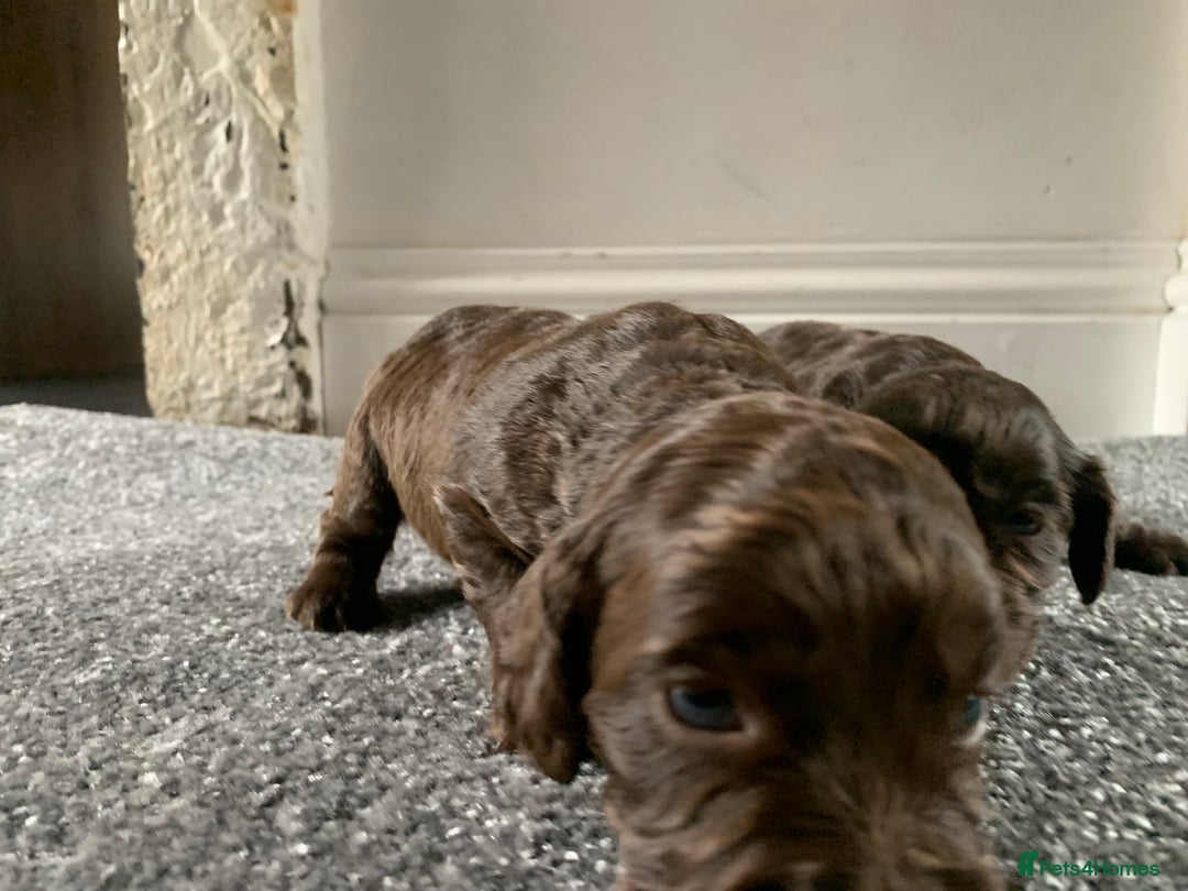 Cocker Spaniel dogs for sale: PURE CHOCOLATE WORKING COCKER SPANIELS  - Advert 8