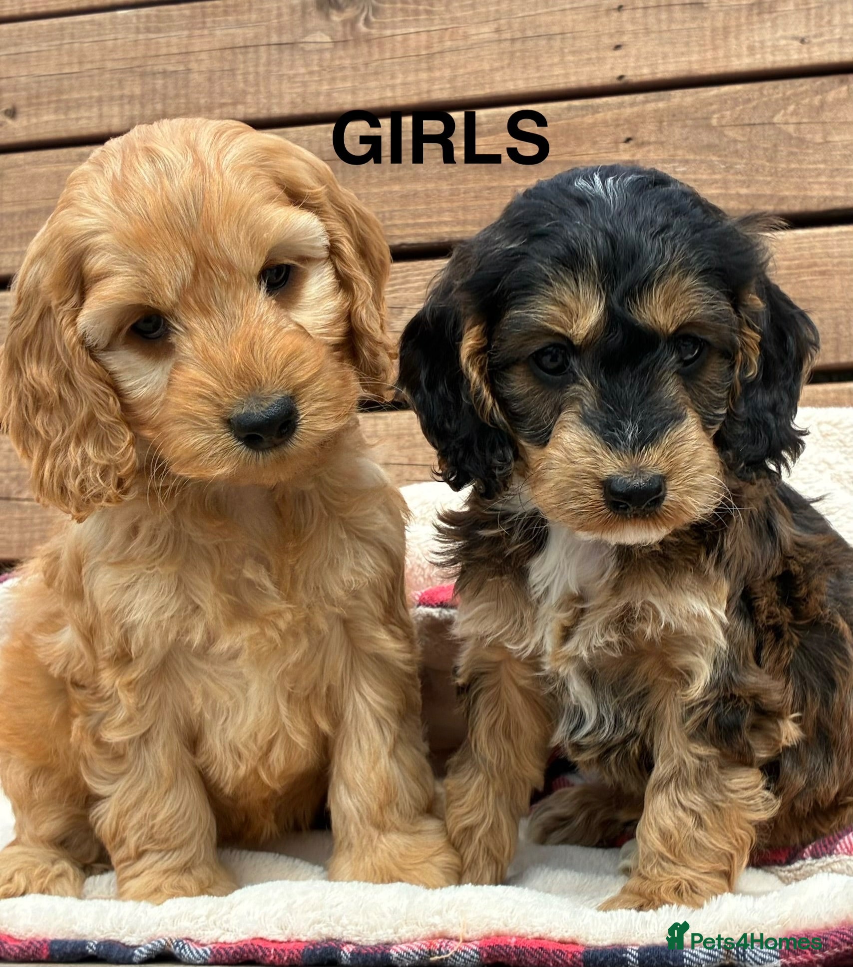 Cockapoo dogs for sale: F1 Cockapoo Puppies Available! - Advert 2