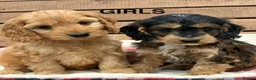 Cockapoo dogs for sale: F1 Cockapoo Puppies Available! - Advert 7