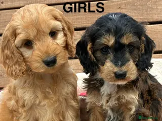 Cockapoo dogs for sale: F1 Cockapoo Puppies Available! - Advert 2