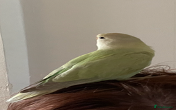 Lovebirds birds for sale: Beautiful hand reared baby lovebird  - Image 2