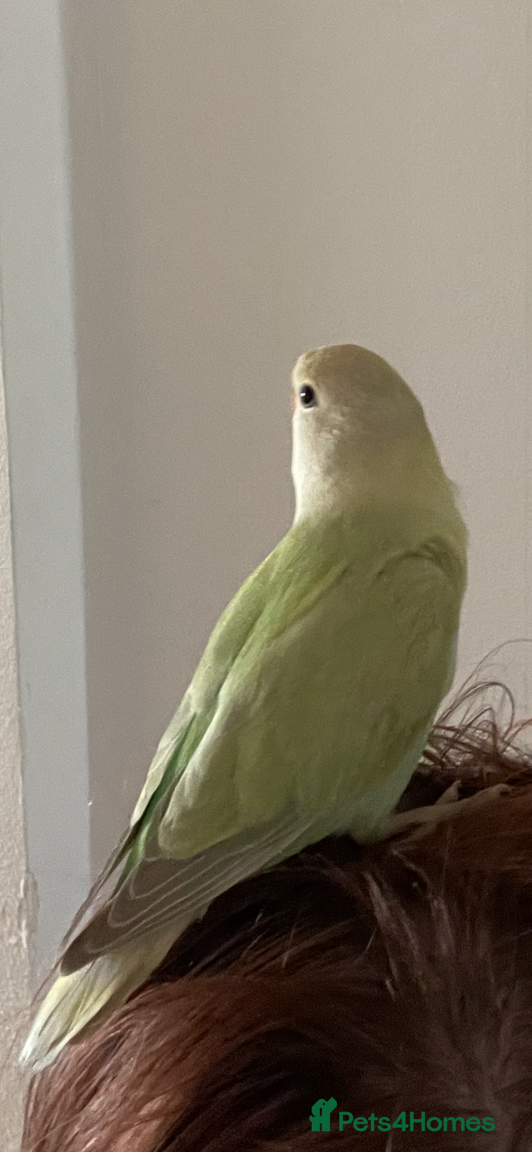 Lovebirds birds for sale: Beautiful hand reared baby lovebird  - Image 2