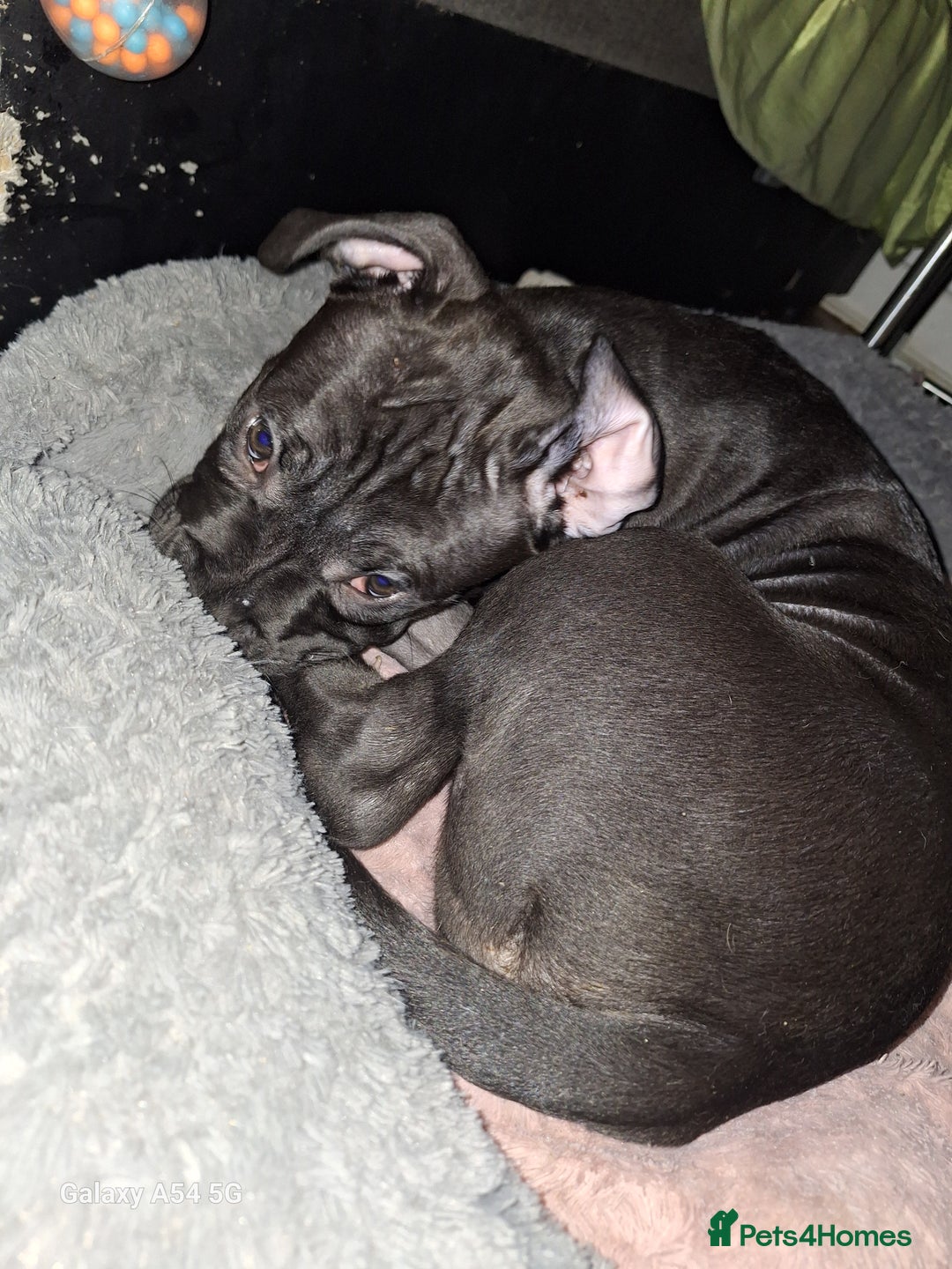 American Bulldog dogs for sale: 11 little hearts need their forever home - Advert 10