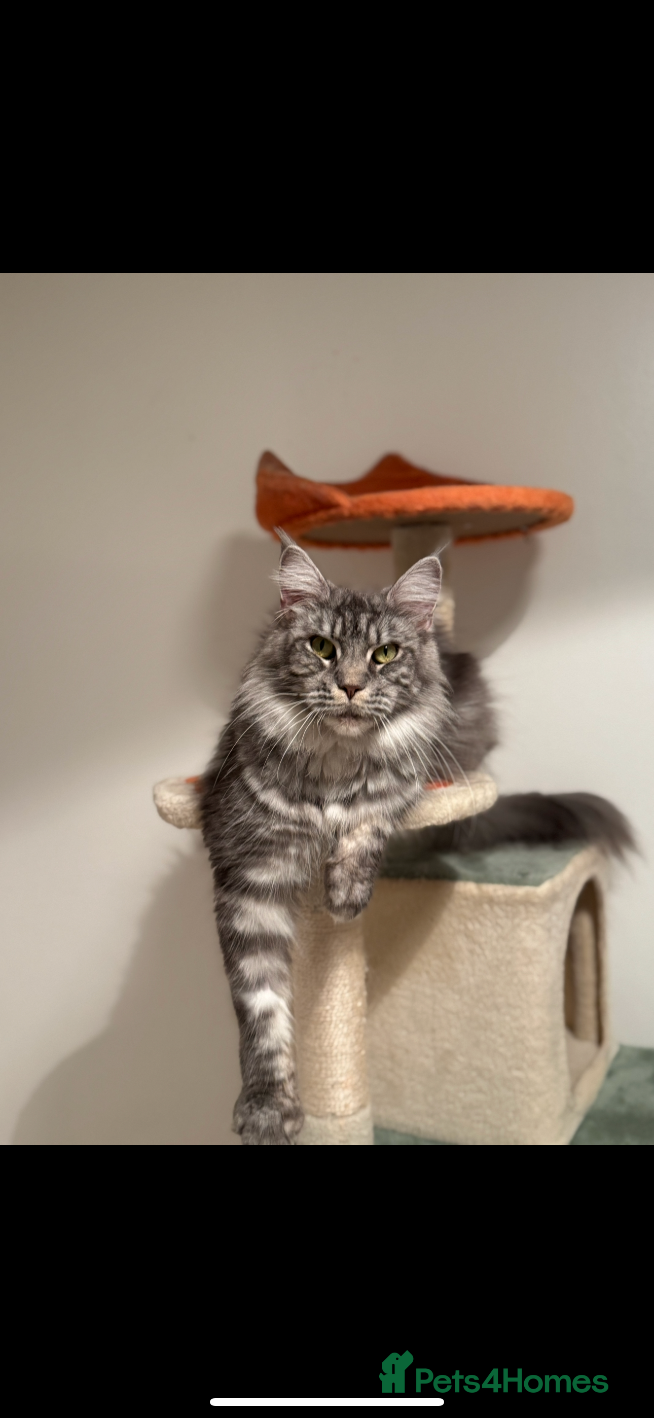 Maine Coon cats Maine Coon TICA registered✨ - Advert 6