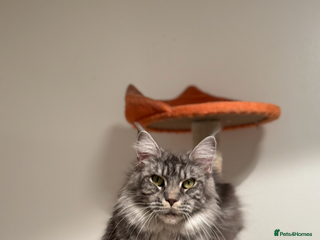 Maine Coon cats Maine Coon TICA registered✨ - Advert 6