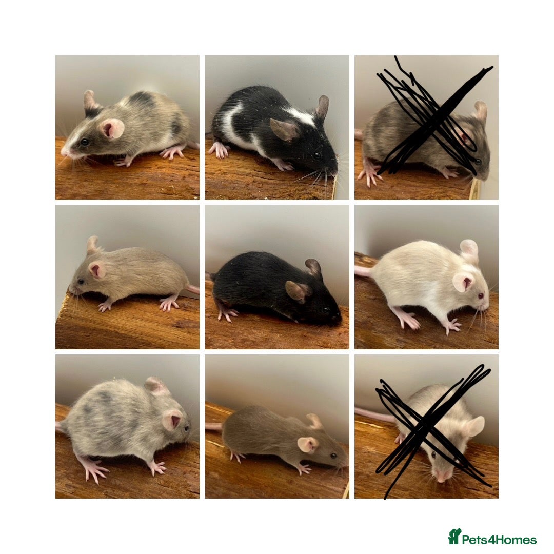 Mouse rodents Female fancy mice - ready for new homes - Advert 6