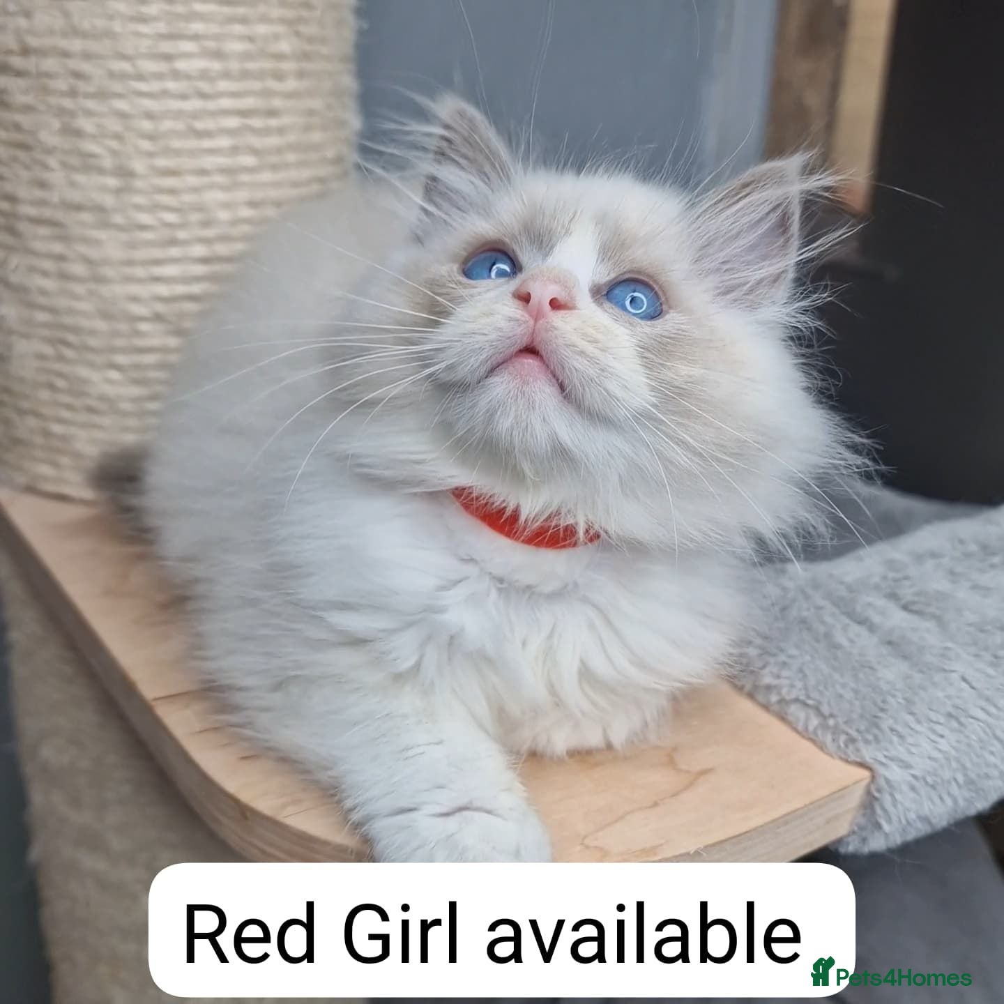 Ragdoll cats Last Girl Available- Luxury Blue BiColour Girls - Advert 2