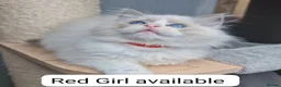 Ragdoll cats for sale: Blue BiColour Luxury Girls- READY to GP - Advert 10