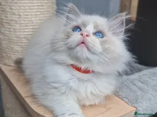 Ragdoll cats Last Girl Available- Luxury Blue BiColour Girls - Advert 2