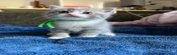 Mixed Breed cats for sale: 2 beautiful male kittens.  - Advert 2
