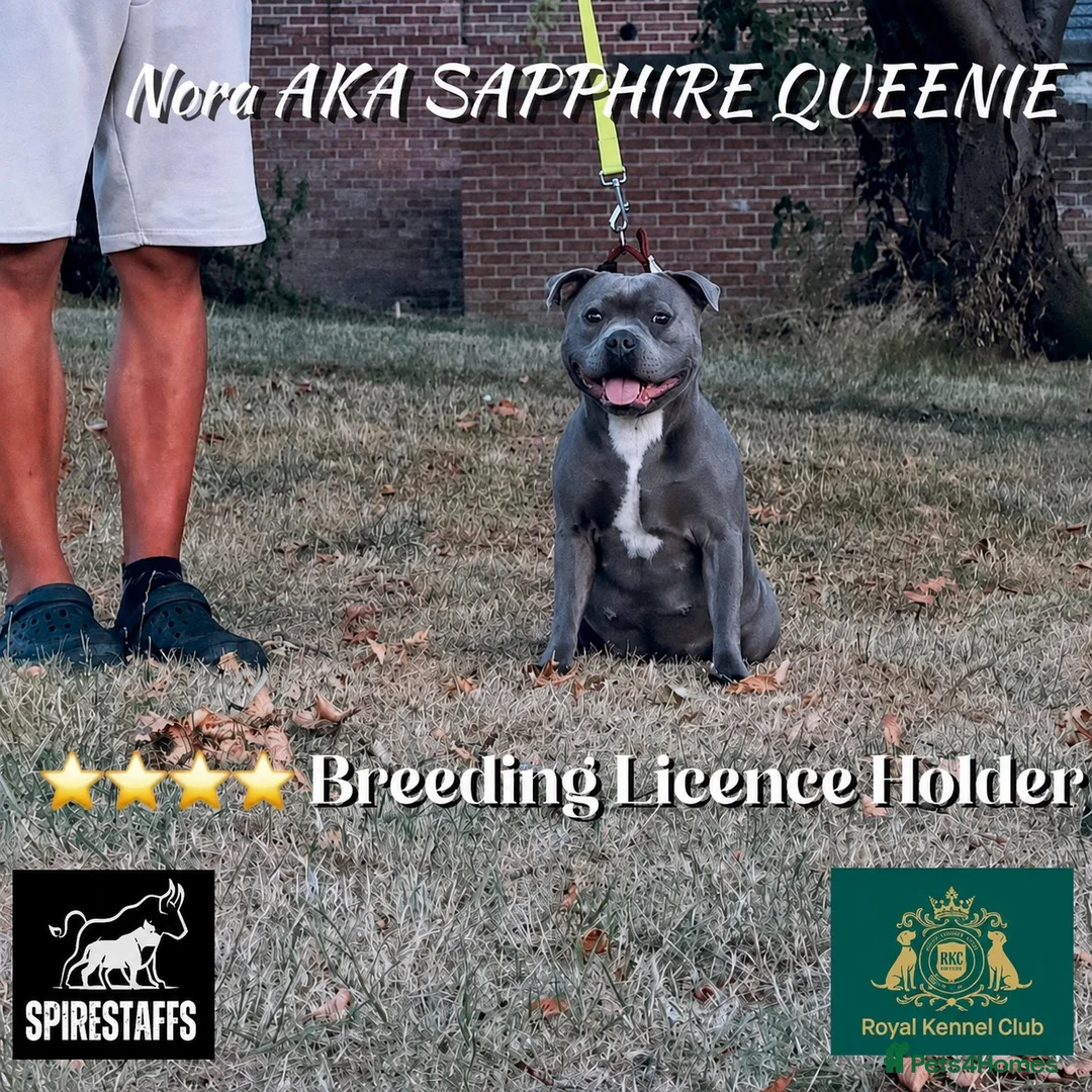 Staffordshire Bull Terrier dogs for sale: Staffordshire bullterrier pups in Chesterfield - Advert 2