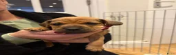 Patterdale Terrier dogs for sale: Patterdale puppies  - Advert 3