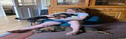 Mixed Breed dogs for adoption: ❤️🐶 PENNY – FRIEND TO EVERYONE - Advert 13