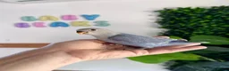 Parrots birds for sale: Handraised Peachfaced Lovebirds in Liverpool - Advert 2