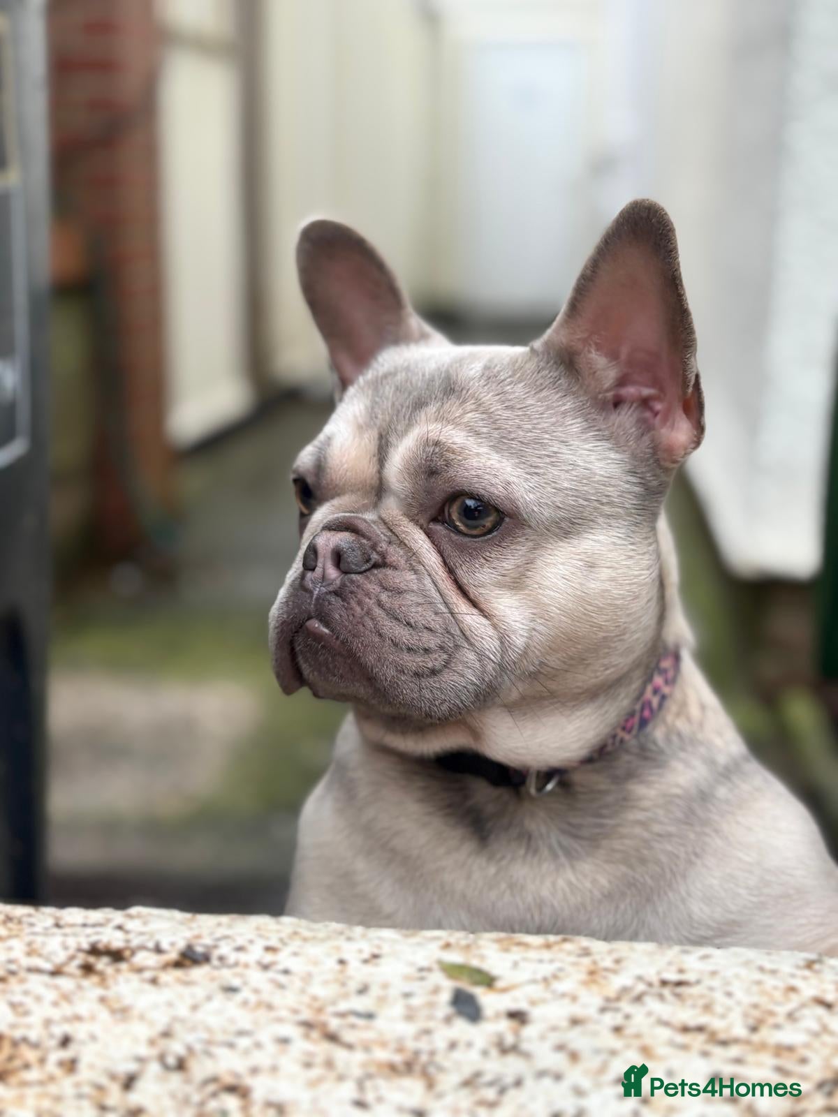 French Bulldog dogs Frankie the frencie - Advert 9