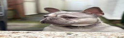 French Bulldog dogs for sale: Frankie the frencie in Plymouth - Advert 1