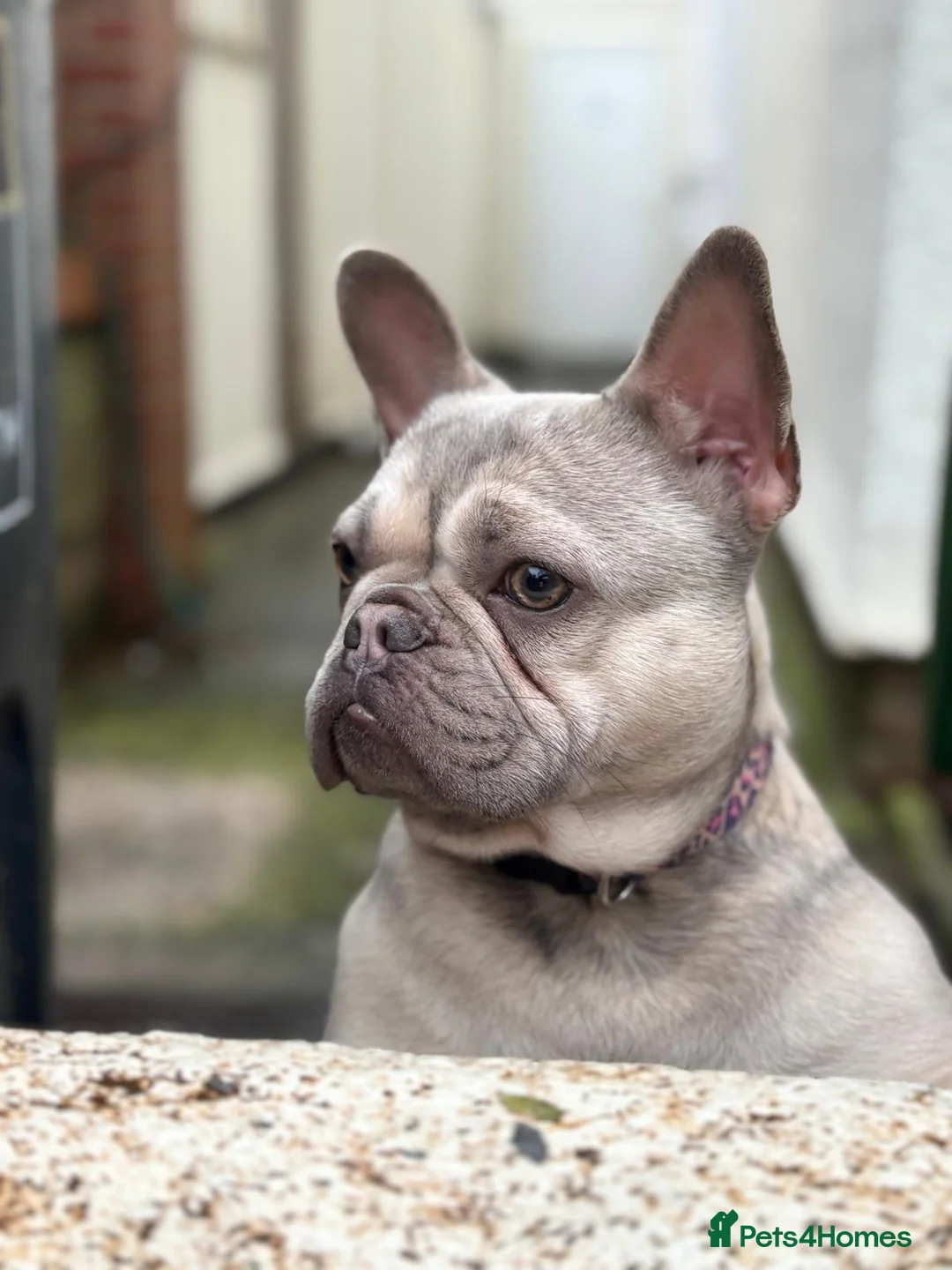 French Bulldog dogs for sale: Frankie the frencie in Plymouth - Advert 1