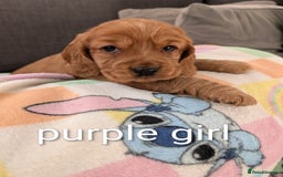Cocker Spaniel dogs for sale: Cocker spaniel puppies - Advert 11