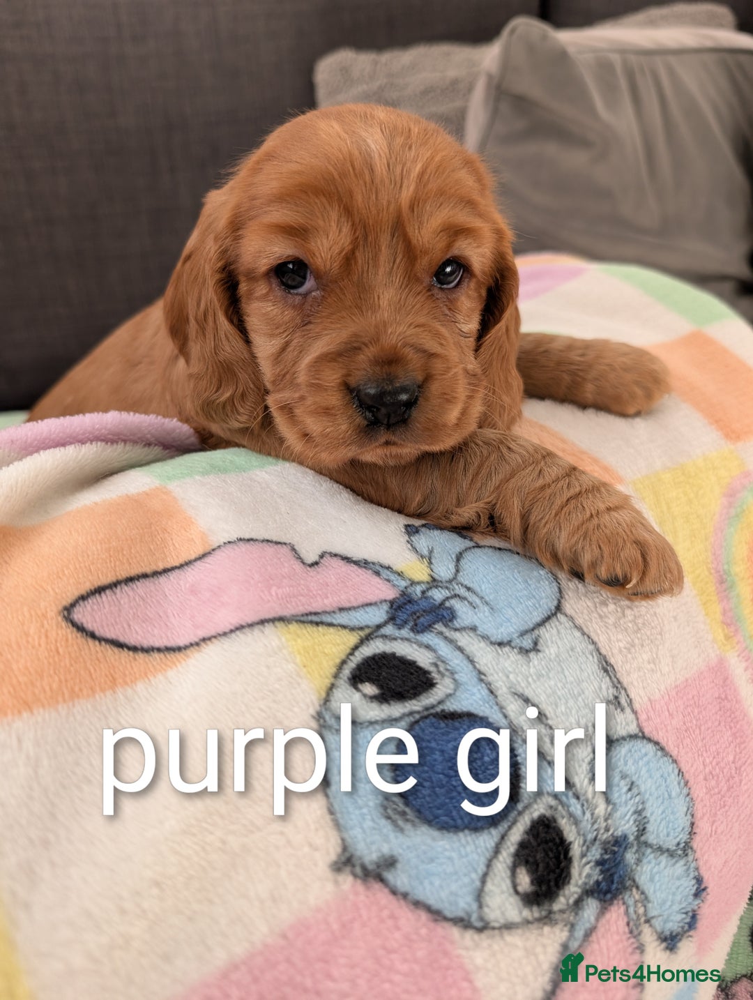 Cocker Spaniel dogs for sale: Cocker spaniel puppies - Advert 11