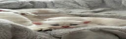 Scottish Fold cats for sale: Beautiful British Shorthair . in Northampton - Advert 12