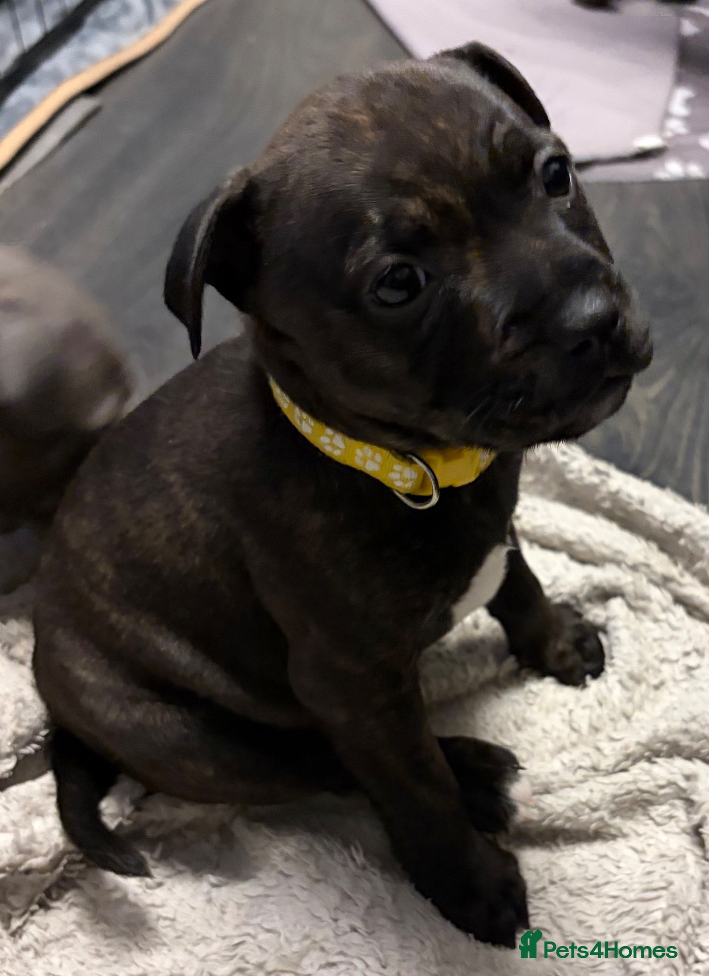 Staffordshire Bull Terrier dogs for sale: Staffie Pup - brindle girl remaining - Advert 12
