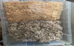 Gerbil rodents for sale: Whiskey and Bourbon male gerbils + set up/supplies - Image 10