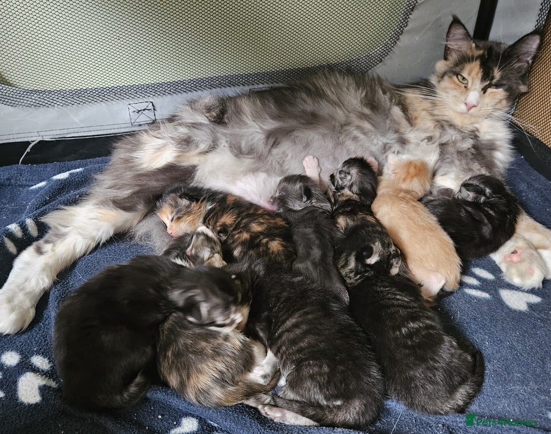 Maine Coon cats for sale: Stunning GCCF registered Maine Coon Kittens  - Advert 1