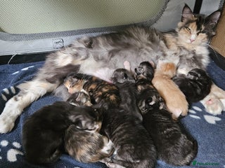 Maine Coon cats Stunning GCCF registered Maine Coon Kittens - Advert 3